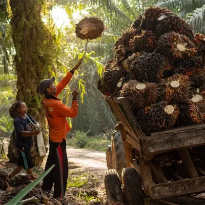 Sally Maritime - Harga CPO Turun, Begini Prospeknya di Tahun 2023