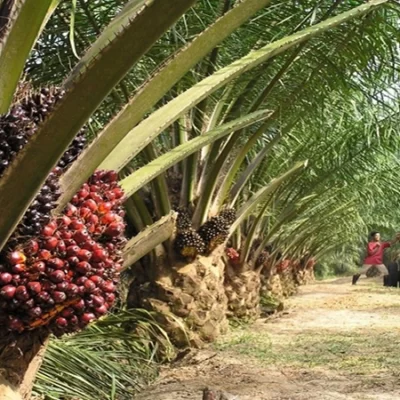 Sally Maritime - Indonesia Mampu Jadi Leader Minyak Sawit Dunia